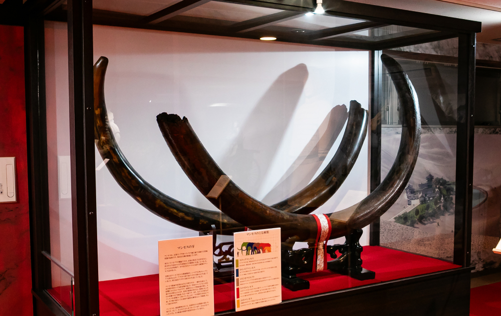 マンモスの牙